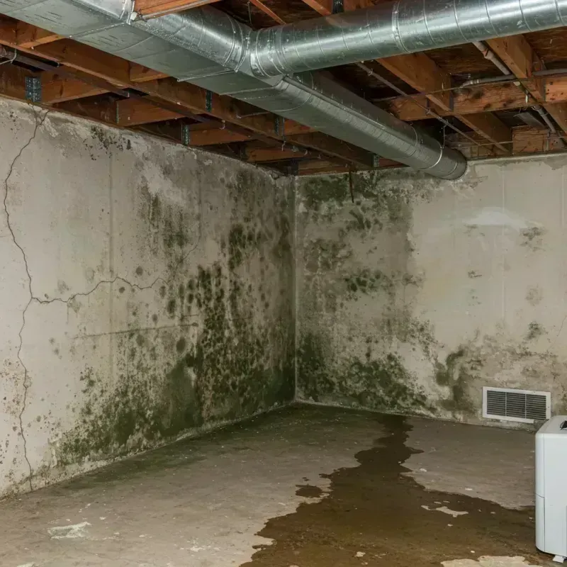 Professional Mold Removal in Darmstadt, IN